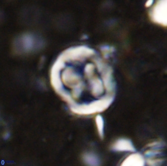 Chiphragmalithus calatus 49082