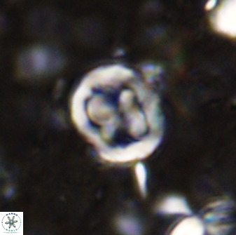 Chiphragmalithus calatus 49082