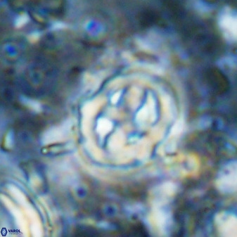 Chiphragmalithus calatus 49088