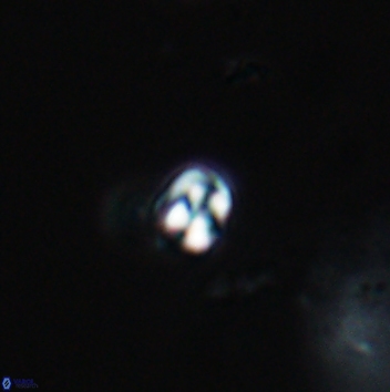 Conusphaera maledicto 19401