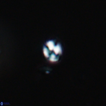 Conusphaera maledicto 19408