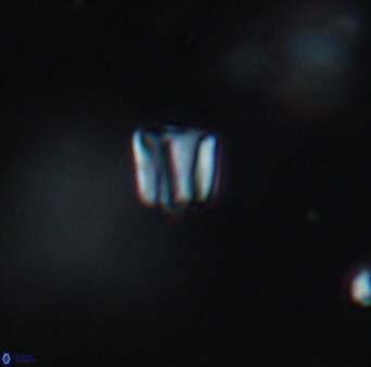 Conusphaera maledicto 19020