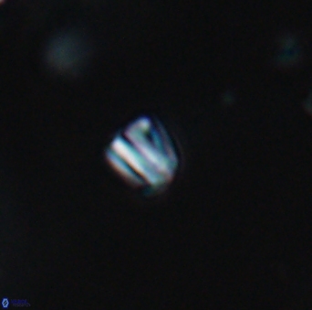 Conusphaera maledicto 19022