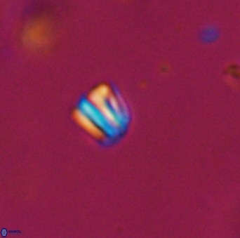 Conusphaera maledicto 19023