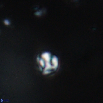 Conusphaera maledicto 19025