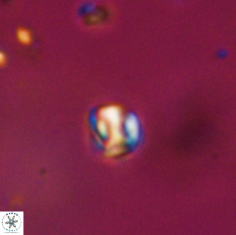 Conusphaera maledicto 19026