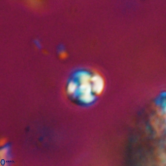 Conusphaera maledicto 19027