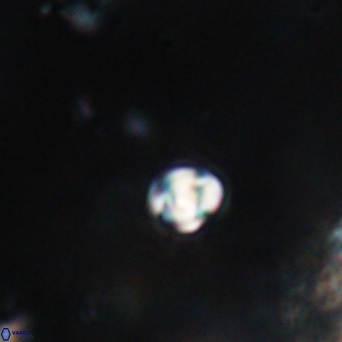 Conusphaera maledicto 19028