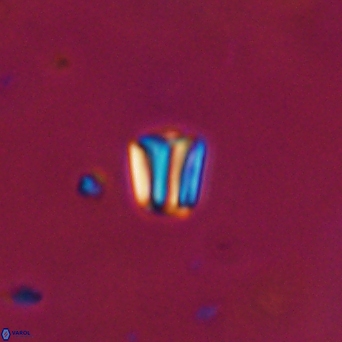 Conusphaera maledicto 19030