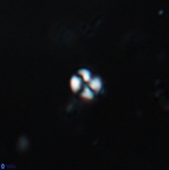 Conusphaera maledicto 19102