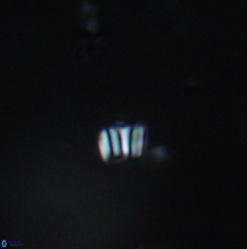 Conusphaera maledicto 19104