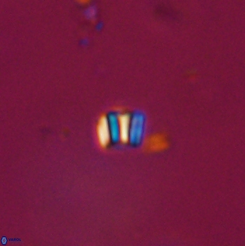 Conusphaera maledicto 19105