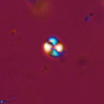 Conusphaera maledicto 19110