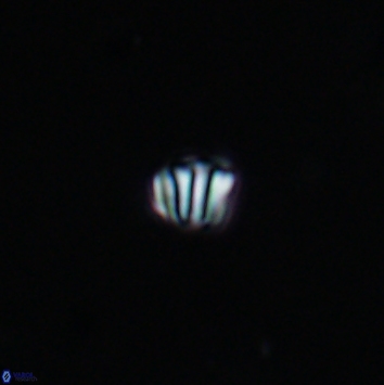 Conusphaera maledicto 19141