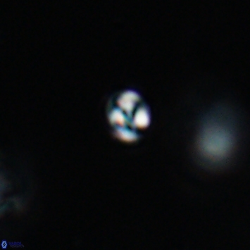 Conusphaera maledicto 19143