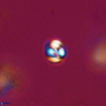 Conusphaera maledicto 19144