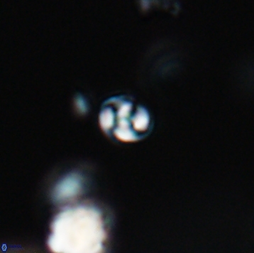 Conusphaera maledicto 19148