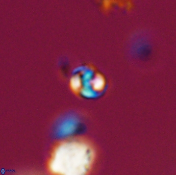 Conusphaera maledicto 19149