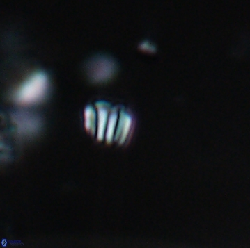 Conusphaera maledicto 19150