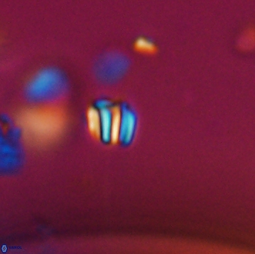 Conusphaera maledicto 19151