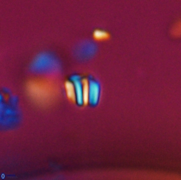 Conusphaera maledicto 19152