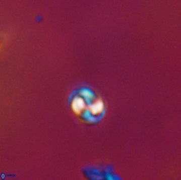 Conusphaera maledicto 19153