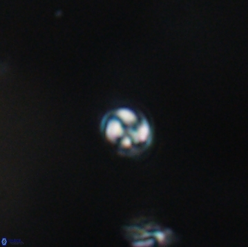 Conusphaera maledicto 19155