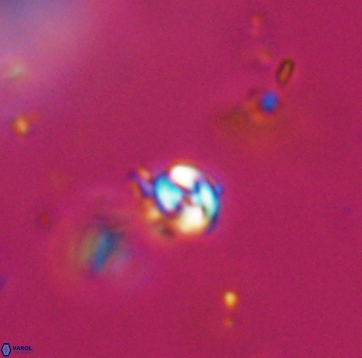 Conusphaera maledicto 19204