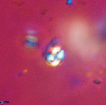 Conusphaera maledicto 19208