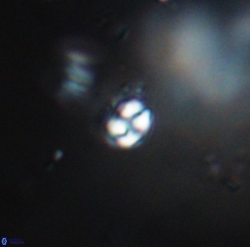 Conusphaera maledicto 19210