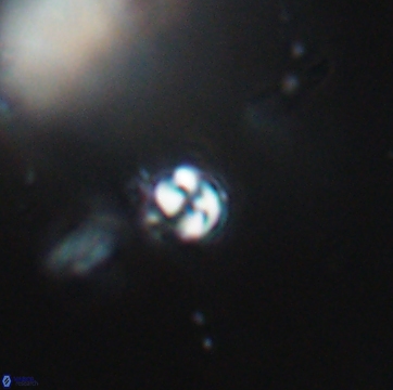 Conusphaera maledicto 19213