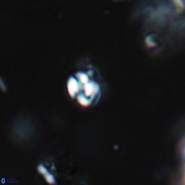 Conusphaera maledicto 19223