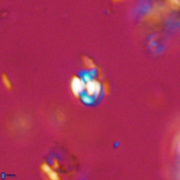 Conusphaera maledicto 19224