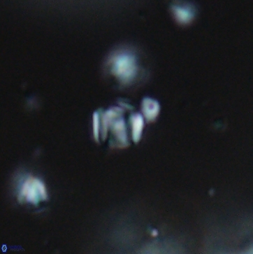 Conusphaera maledicto 19227