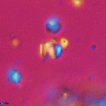 Conusphaera maledicto 19228