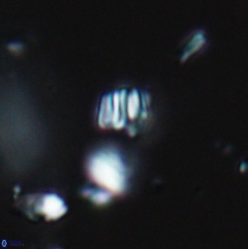 Conusphaera maledicto 19229