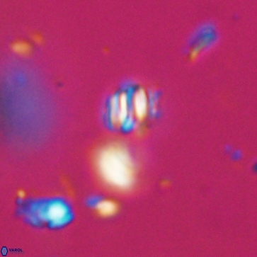 Conusphaera maledicto 19230