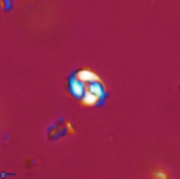 Conusphaera maledicto 19232