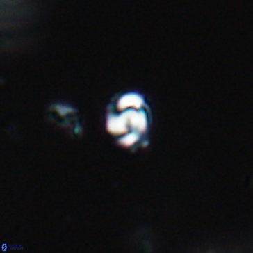 Conusphaera maledicto 19234