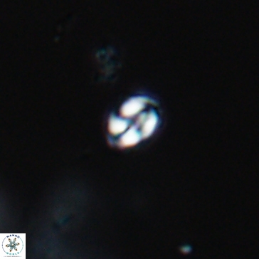 Conusphaera maledicto 19235