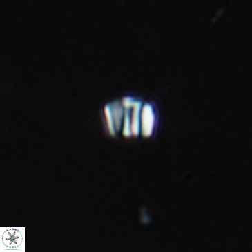 Conusphaera maledicto 19242