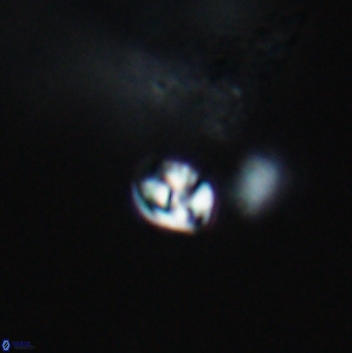 Conusphaera maledicto 19396