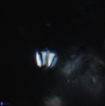 Conusphaera maledicto 19398