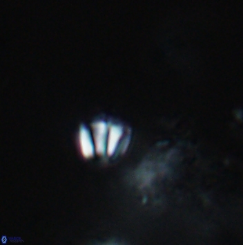 Conusphaera maledicto 19399