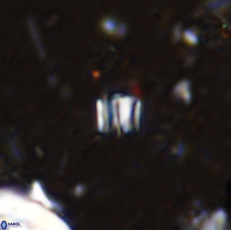 Conusphaera maledicto 33235