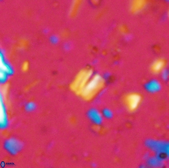 Conusphaera maledicto 33239