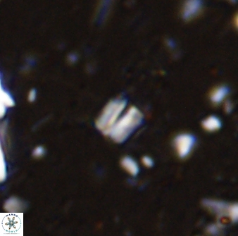 Conusphaera maledicto 33240