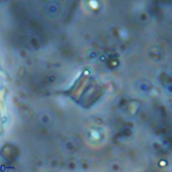 Conusphaera maledicto 33242