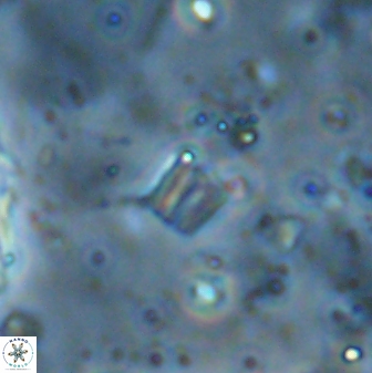 Conusphaera maledicto 33242