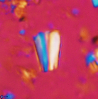 Conusphaera mexicana mexicana 1379